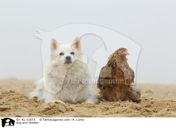 dog and chicken / KL-12873