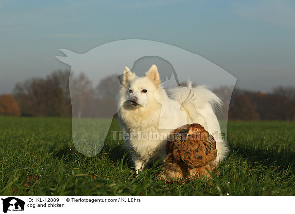 dog and chicken / KL-12889