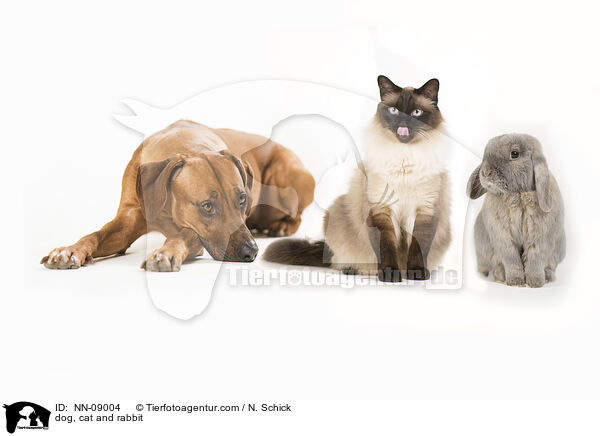 dog, cat and rabbit / NN-09004