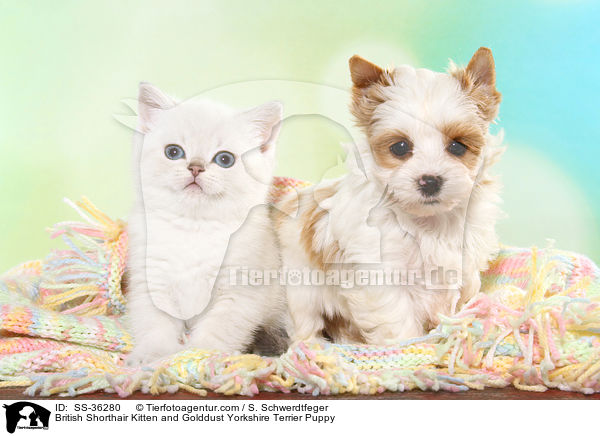 Britisch Kurzhaar Ktzchen und Golddust Yorkshire Terrier Welpe / British Shorthair Kitten and Golddust Yorkshire Terrier Puppy / SS-36280