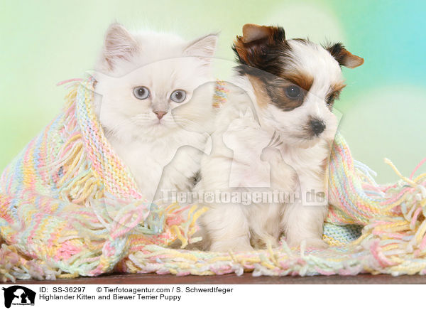 Highlander Kitten and Biewer Terrier Puppy / SS-36297