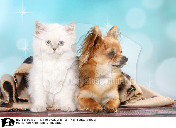 Highlander Ktzchen und Chihuahua / Highlander Kitten and Chihuahua / SS-36302
