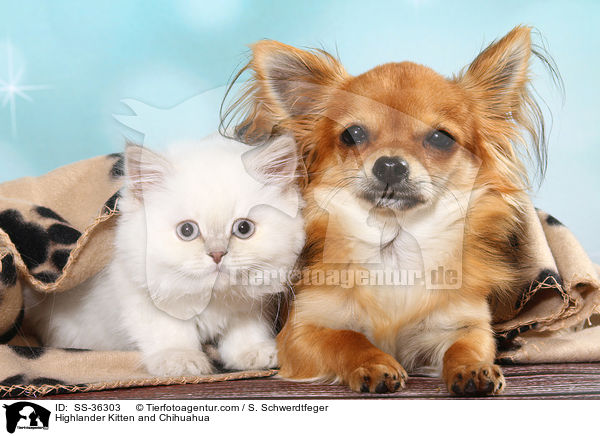 Highlander Kitten and Chihuahua / SS-36303