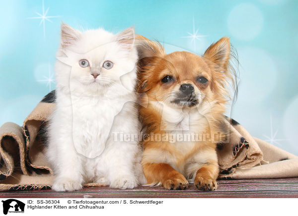 Highlander Ktzchen und Chihuahua / Highlander Kitten and Chihuahua / SS-36304