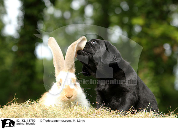 animal friends / KL-13759