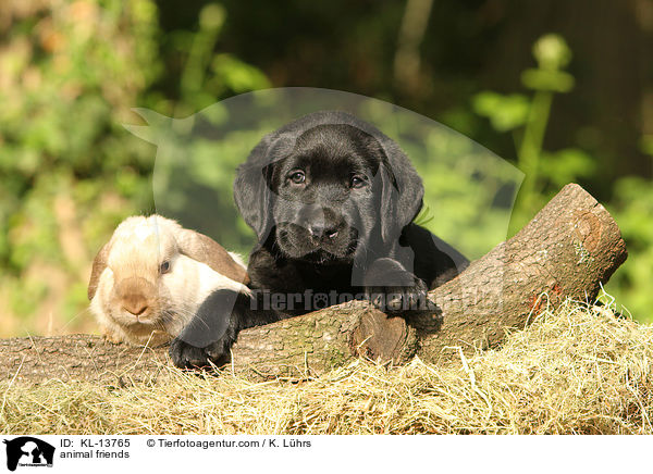 animal friends / KL-13765