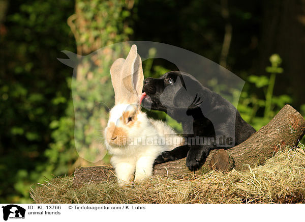 animal friends / KL-13766