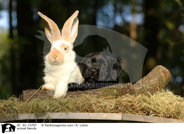 animal friends / KL-13767
