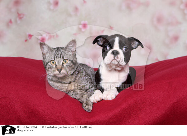 dog and cat / JH-20834