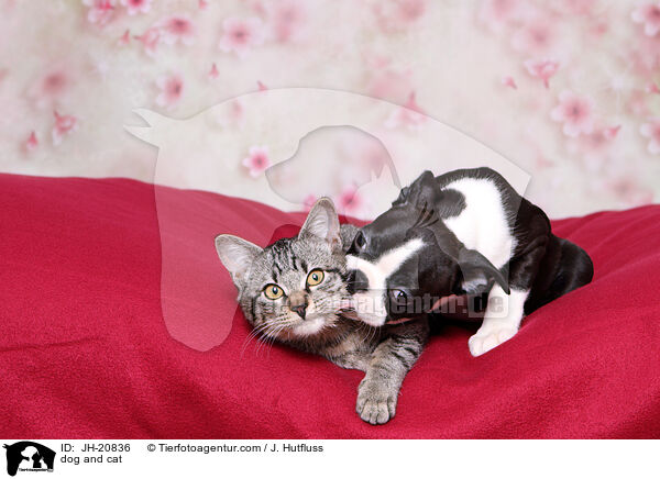 dog and cat / JH-20836