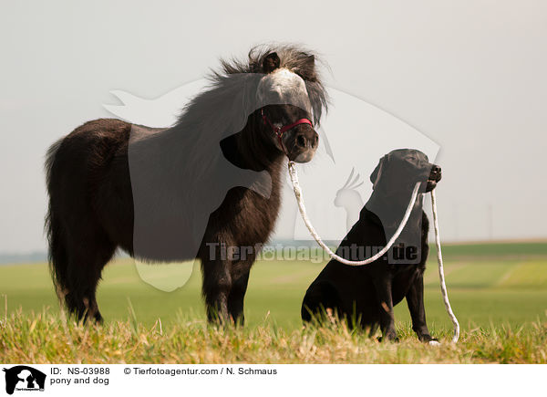 pony and dog / NS-03988