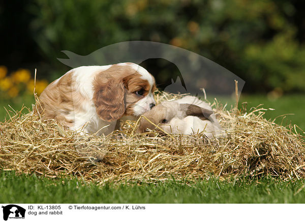dog and rabbit / KL-13805