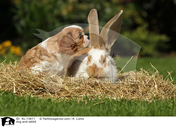 dog and rabbit / KL-13811