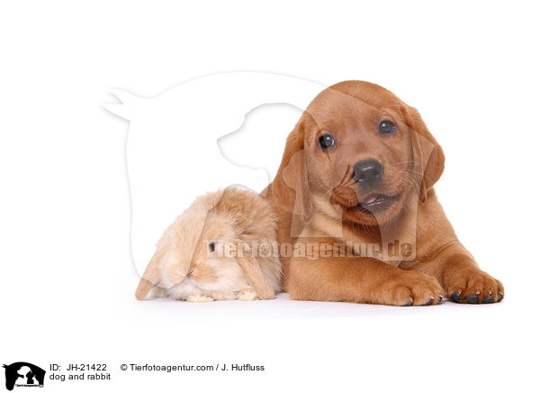 dog and rabbit / JH-21422