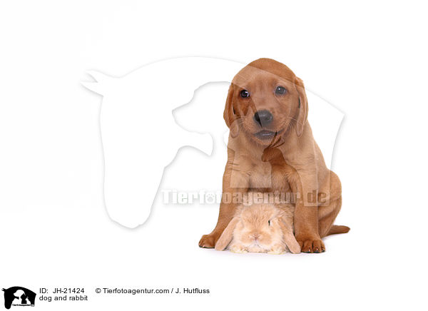 dog and rabbit / JH-21424