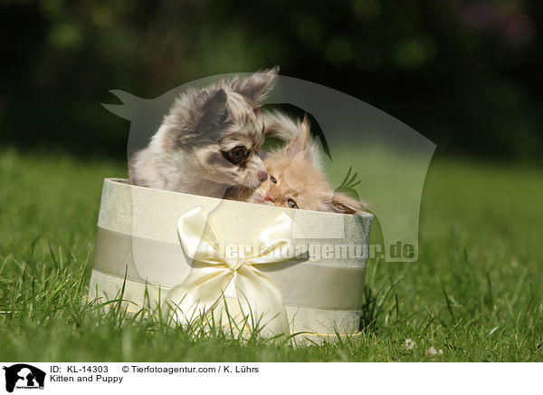 Ktzchen und Hundewelpe / Kitten and Puppy / KL-14303