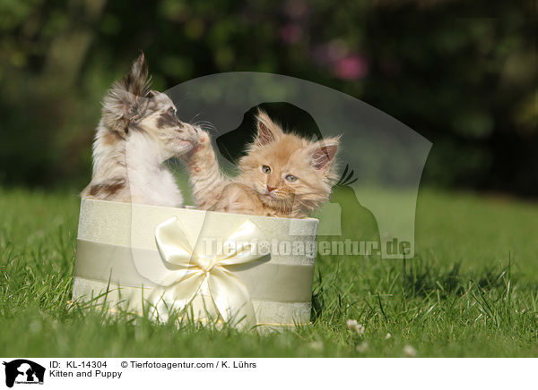 Ktzchen und Hundewelpe / Kitten and Puppy / KL-14304