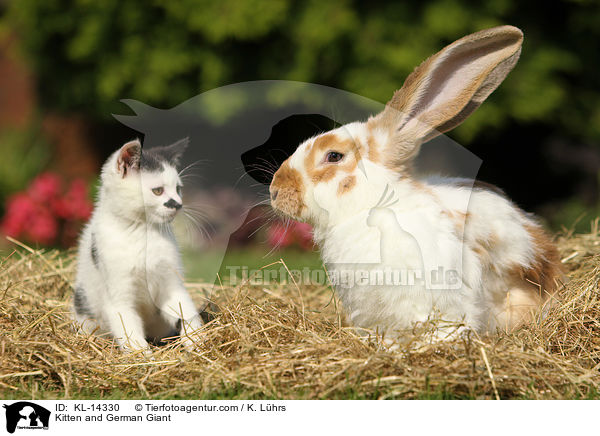 Kitten and German Giant / KL-14330