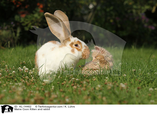 Maine Coon Ktzchen und Kaninchen / Maine Coon Kitten and rabbit / KL-14462