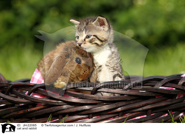 cat and rabbit / JH-22085