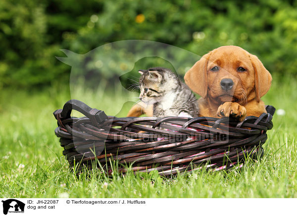 dog and cat / JH-22087