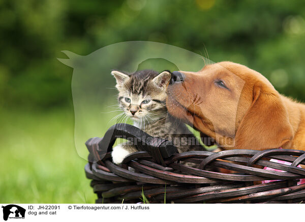 Katze und Hund / dog and cat / JH-22091