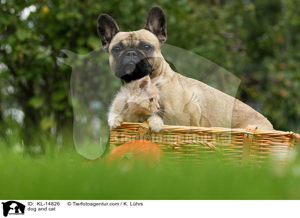Hund und Katze / dog and cat / KL-14826