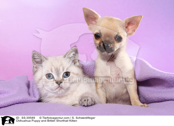 Chihuahua Welpe und Britisch Kurzhaar Ktzchen / Chihuahua Puppy and British Shorthair Kitten / SS-39589