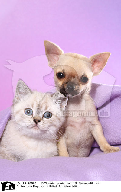 Chihuahua Welpe und Britisch Kurzhaar Ktzchen / Chihuahua Puppy and British Shorthair Kitten / SS-39592