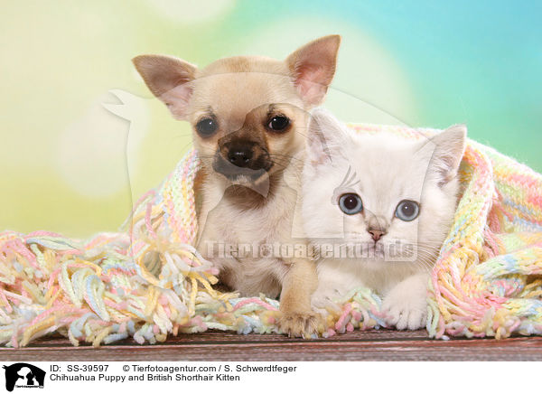 Chihuahua Puppy and British Shorthair Kitten / SS-39597