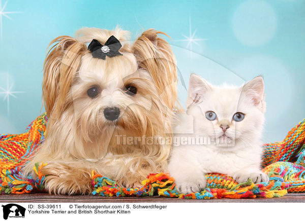 Yorkshire Terrier and British Shorthair Kitten / SS-39611