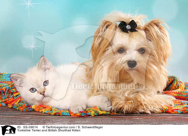 Yorkshire Terrier und Britisch Kurzhaar Ktzchen / Yorkshire Terrier and British Shorthair Kitten / SS-39614