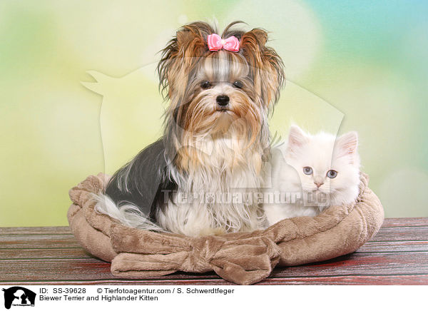 Biewer Terrier und Highlander Ktzchen / Biewer Terrier and Highlander Kitten / SS-39628