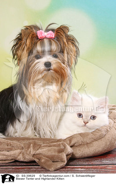 Biewer Terrier und Highlander Ktzchen / Biewer Terrier and Highlander Kitten / SS-39629