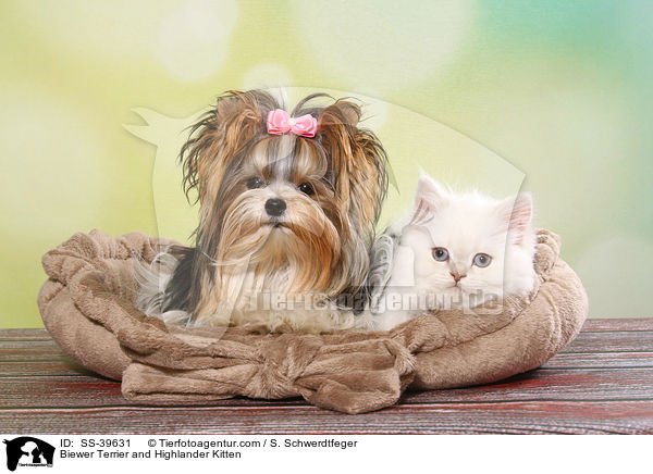 Biewer Terrier and Highlander Kitten / SS-39631