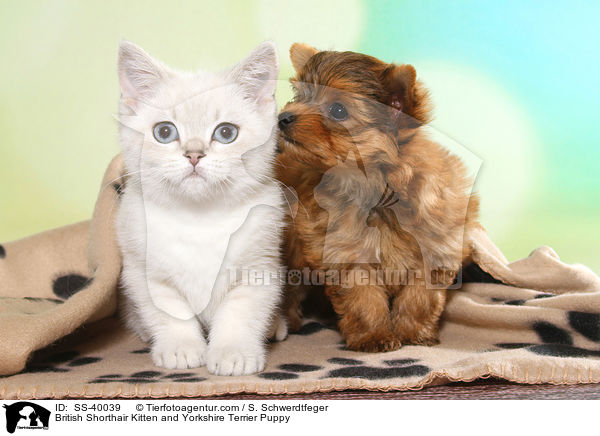Britisch Kurzhaar Ktzchen und Yorkshire Terrier Welpe / British Shorthair Kitten and Yorkshire Terrier Puppy / SS-40039
