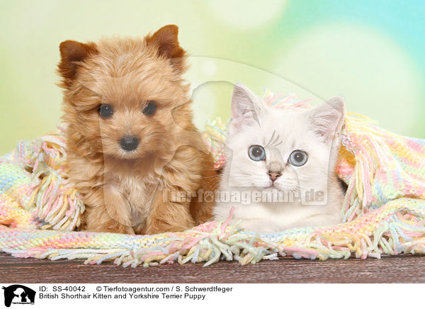 British Shorthair Kitten and Yorkshire Terrier Puppy / SS-40042