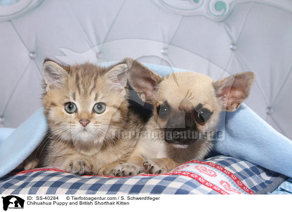 Chihuahua Puppy and British Shorthair Kitten / SS-40284