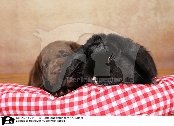 Labrador Retriever Puppy with rabbit / KL-15011