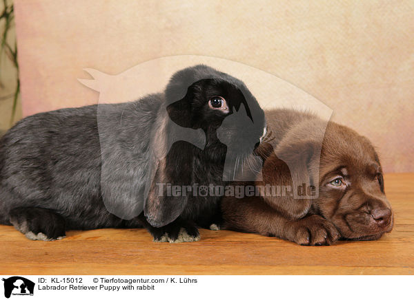 Labrador Retriever Puppy with rabbit / KL-15012
