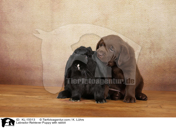 Labrador Retriever Puppy with rabbit / KL-15013