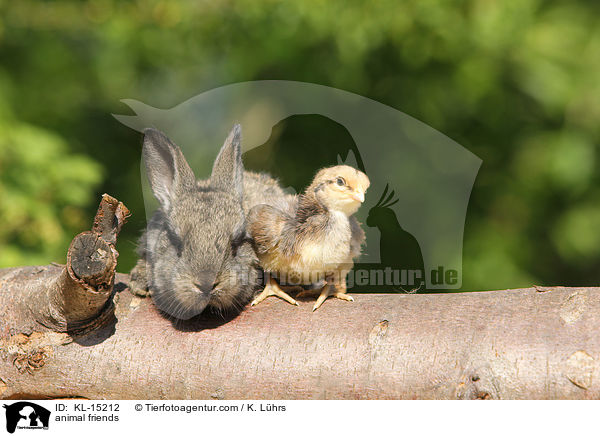 Tierfreundschaft / animal friends / KL-15212