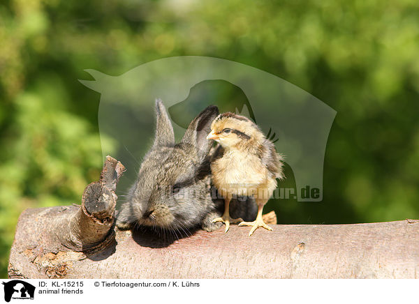 animal friends / KL-15215