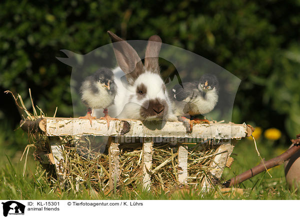 Tierfreundschaft / animal friends / KL-15301
