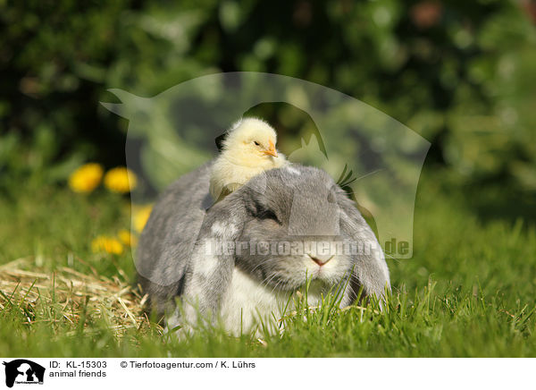 Tierfreundschaft / animal friends / KL-15303