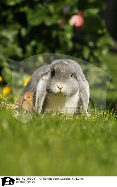 animal friends / KL-15305