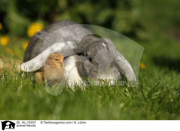 animal friends / KL-15307