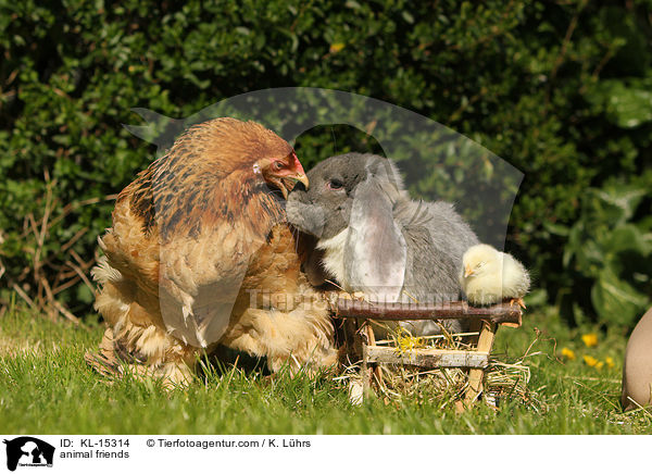 animal friends / KL-15314