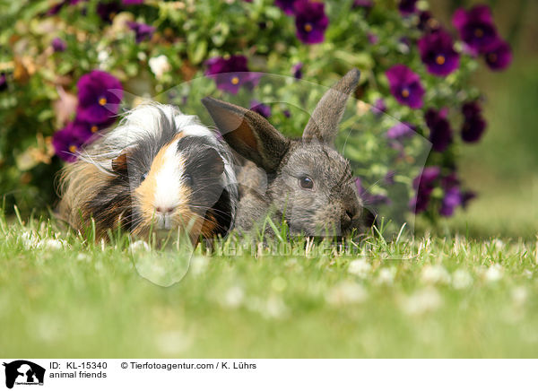 animal friends / KL-15340