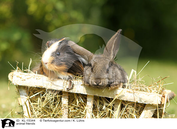 animal friends / KL-15344